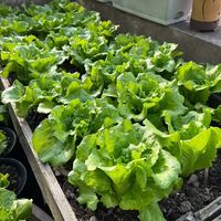 阳台变菜园！这6种“盆栽蔬菜”最好养，掐了又长吃不完，比买的还新鲜！