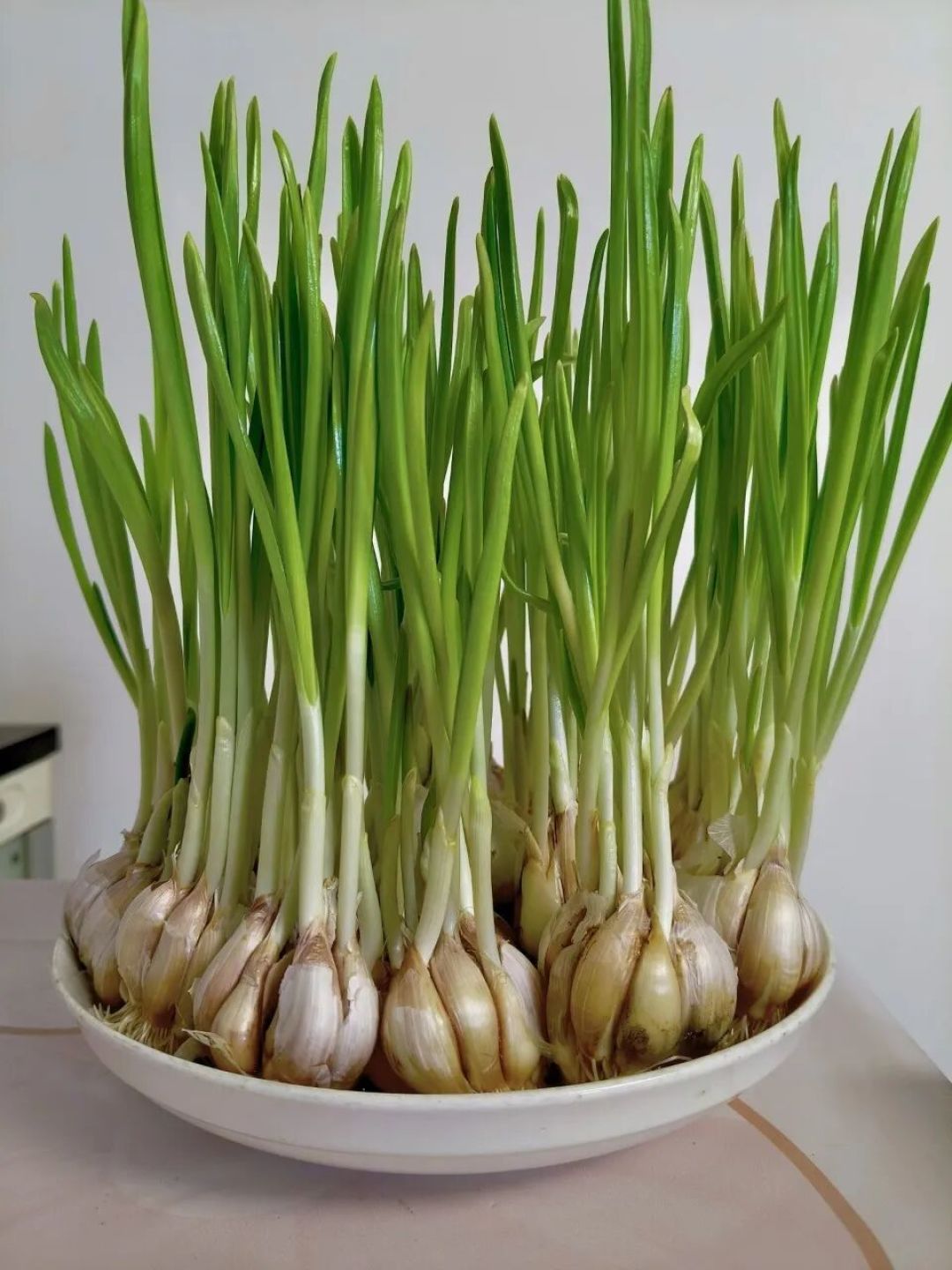 阳台变菜园!这6种“盆栽蔬菜”最好养,掐了又长吃不完,比买的还新鲜!