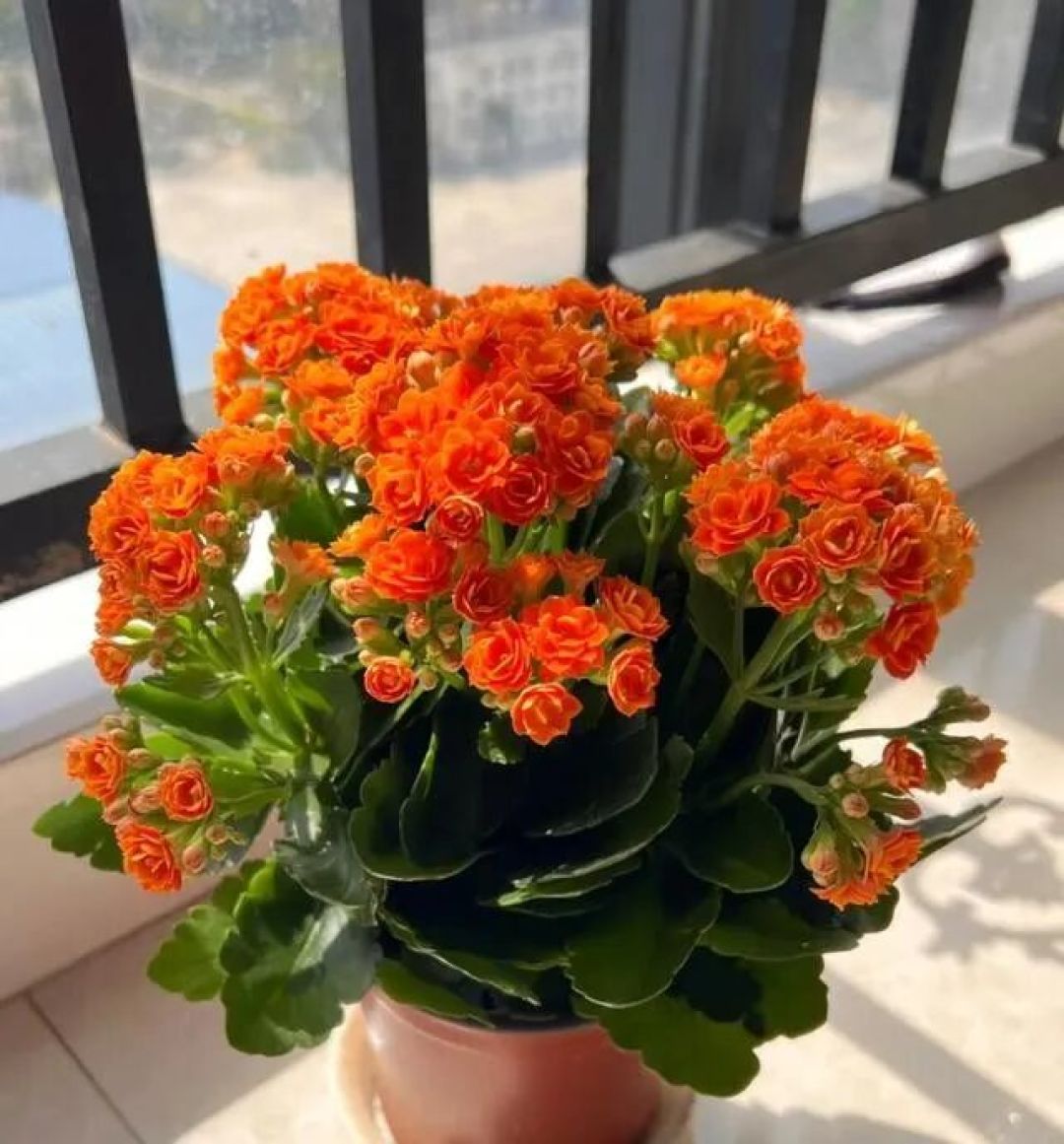 它被称为“万能肥”,花盆里埋几粒,长寿花叶片肥厚、呼呼冒花苞