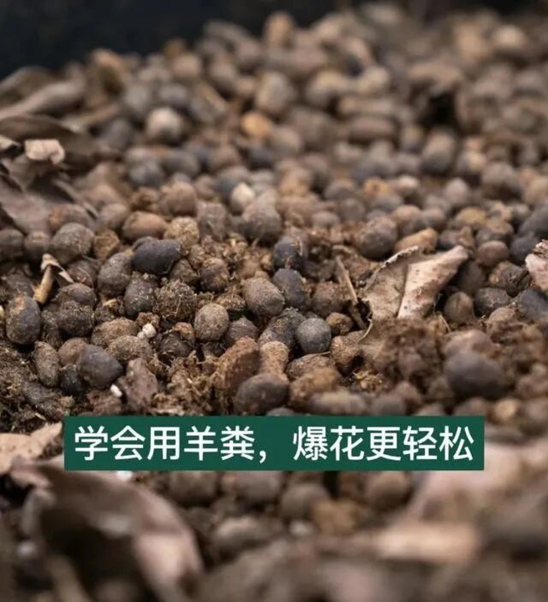 它被称为“万能肥”,花盆里埋几粒,长寿花叶片肥厚、呼呼冒花苞