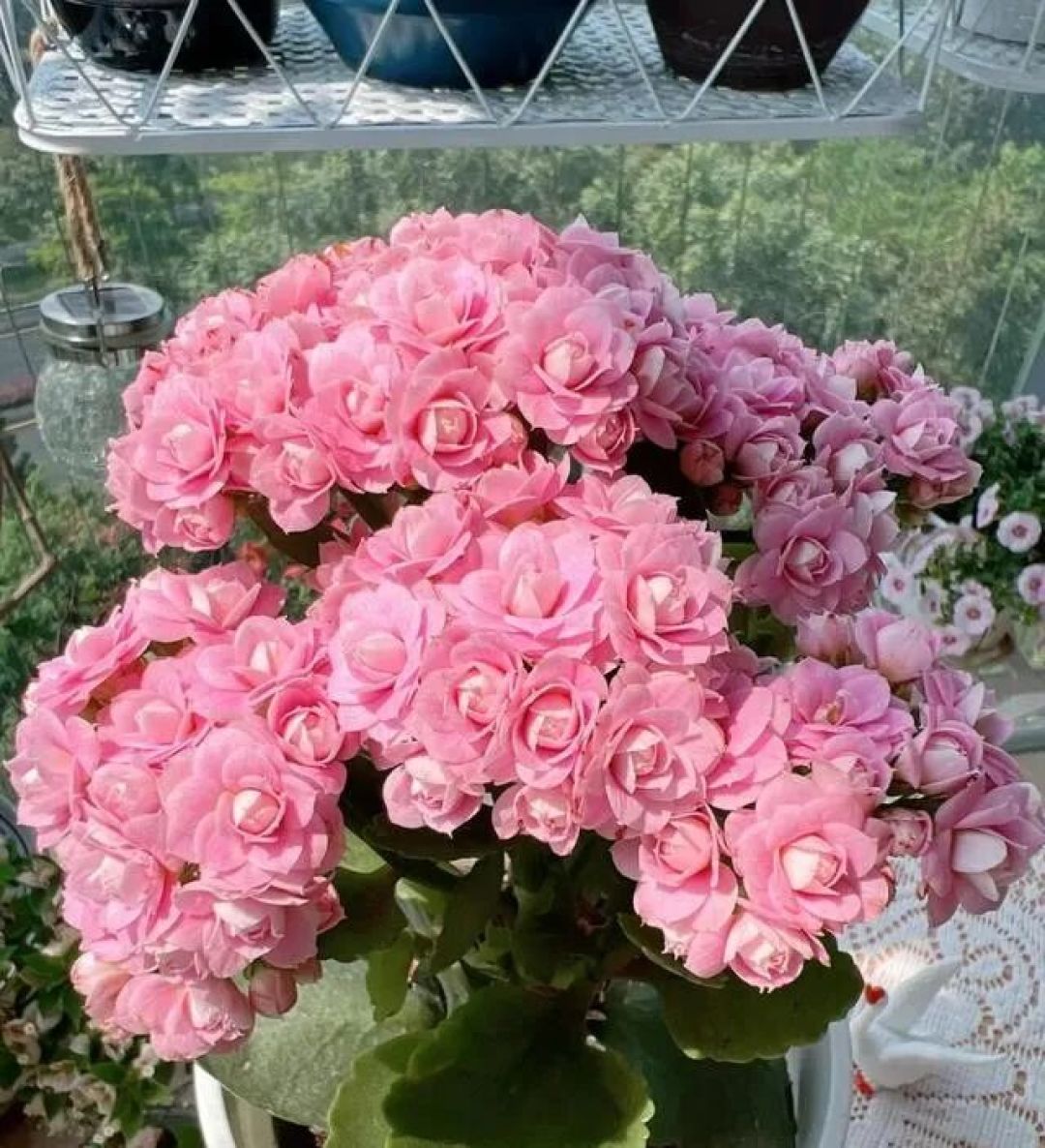 它被称为“万能肥”,花盆里埋几粒,长寿花叶片肥厚、呼呼冒花苞