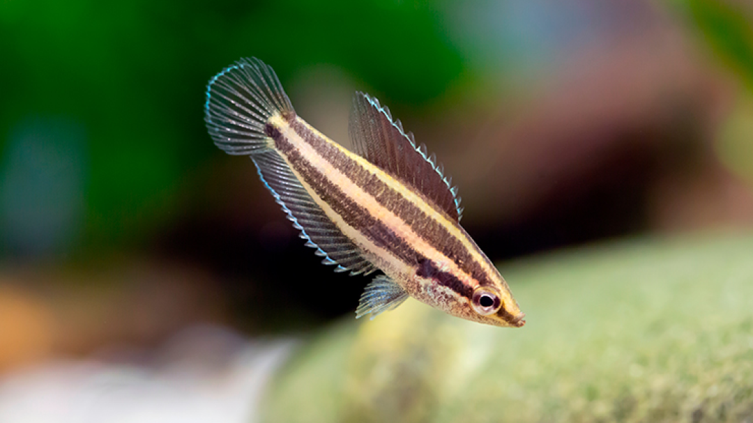 德彩说水族丨3.5cm濒危鱼,黑水精灵甘草古拉米鱼
