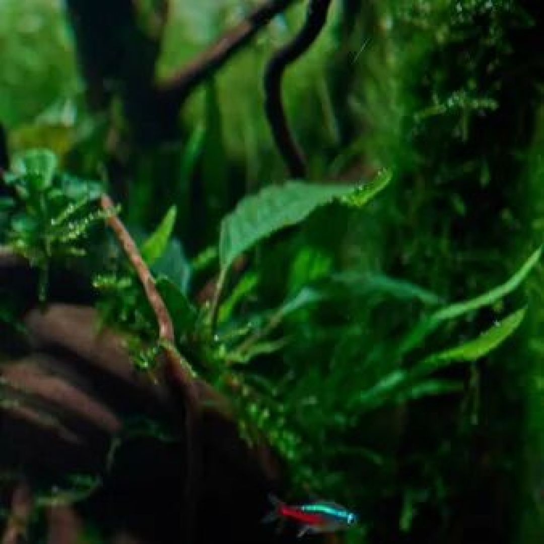 德彩说水族丨3.5cm濒危鱼,黑水精灵甘草古拉米鱼