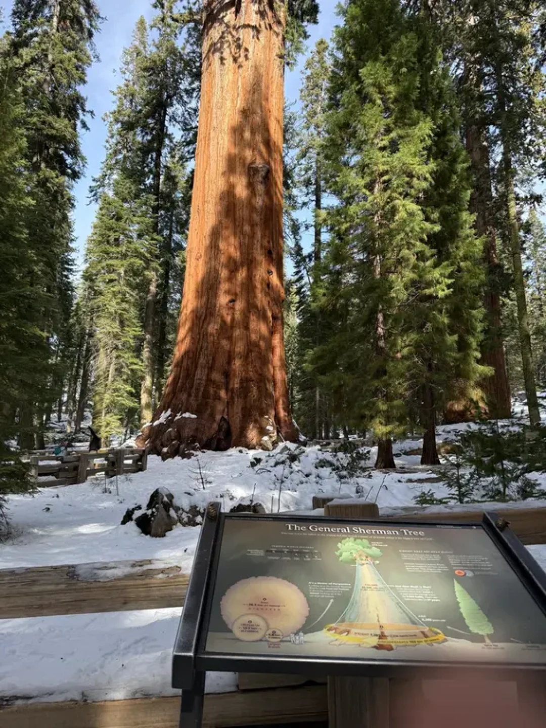 LA 周边| Sequoia巨杉公园雪季一日攻略_国外当地玩乐_什么值得买