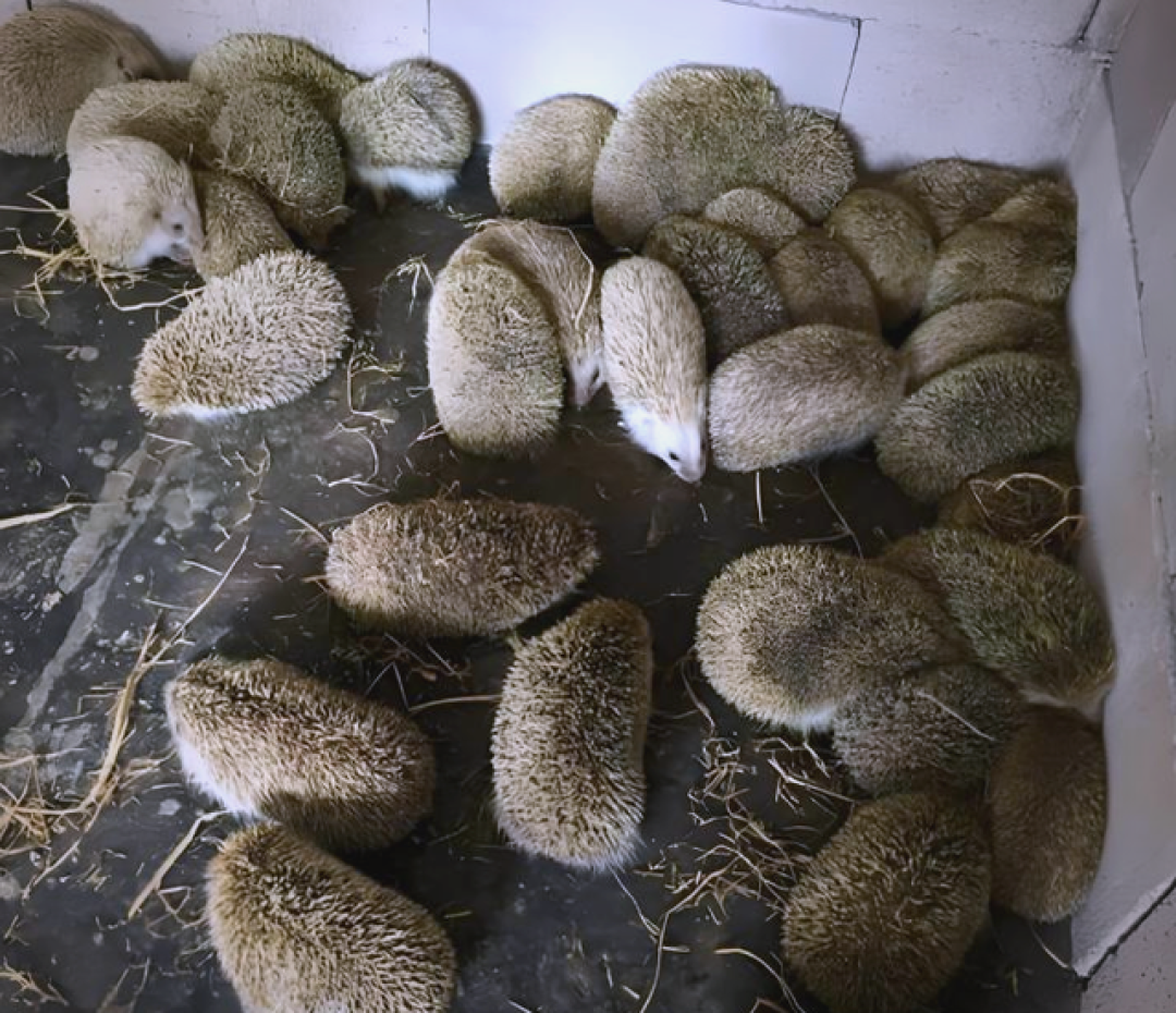 农村后院就能干!4个小众养殖项目,一人经营稳赚十万