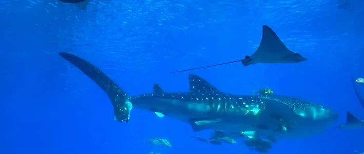 📍12.29珠海长隆已回（已被宰），说点恶心的