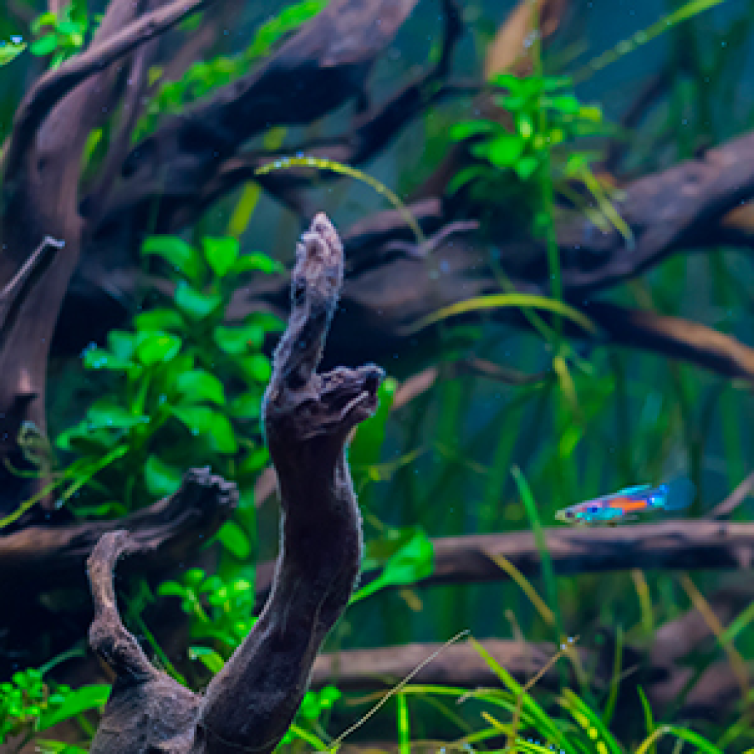 德彩说水族丨3.5cm濒危鱼,黑水精灵甘草古拉米鱼