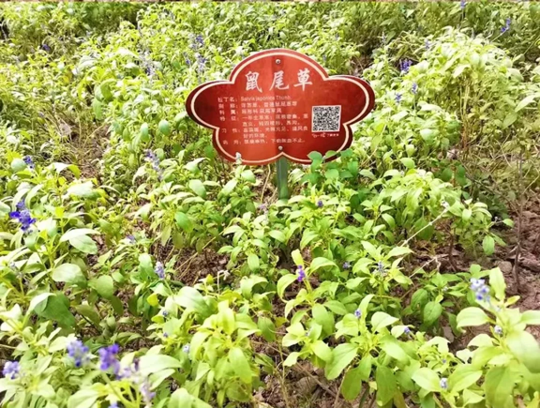 亳州两日游|藏在皖北的千年宝藏地✨