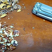 先吃为敬过个年之：好吃的碧根果为何像核桃？实用剥壳方法大汇总