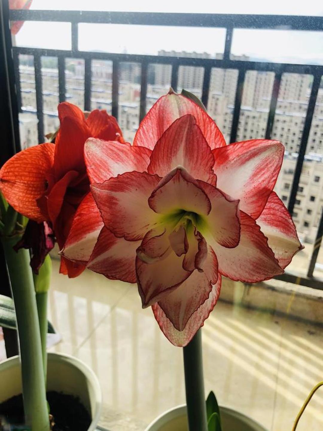 天冷养朱顶红别瞎忙！3招促花剑，开花大又鲜