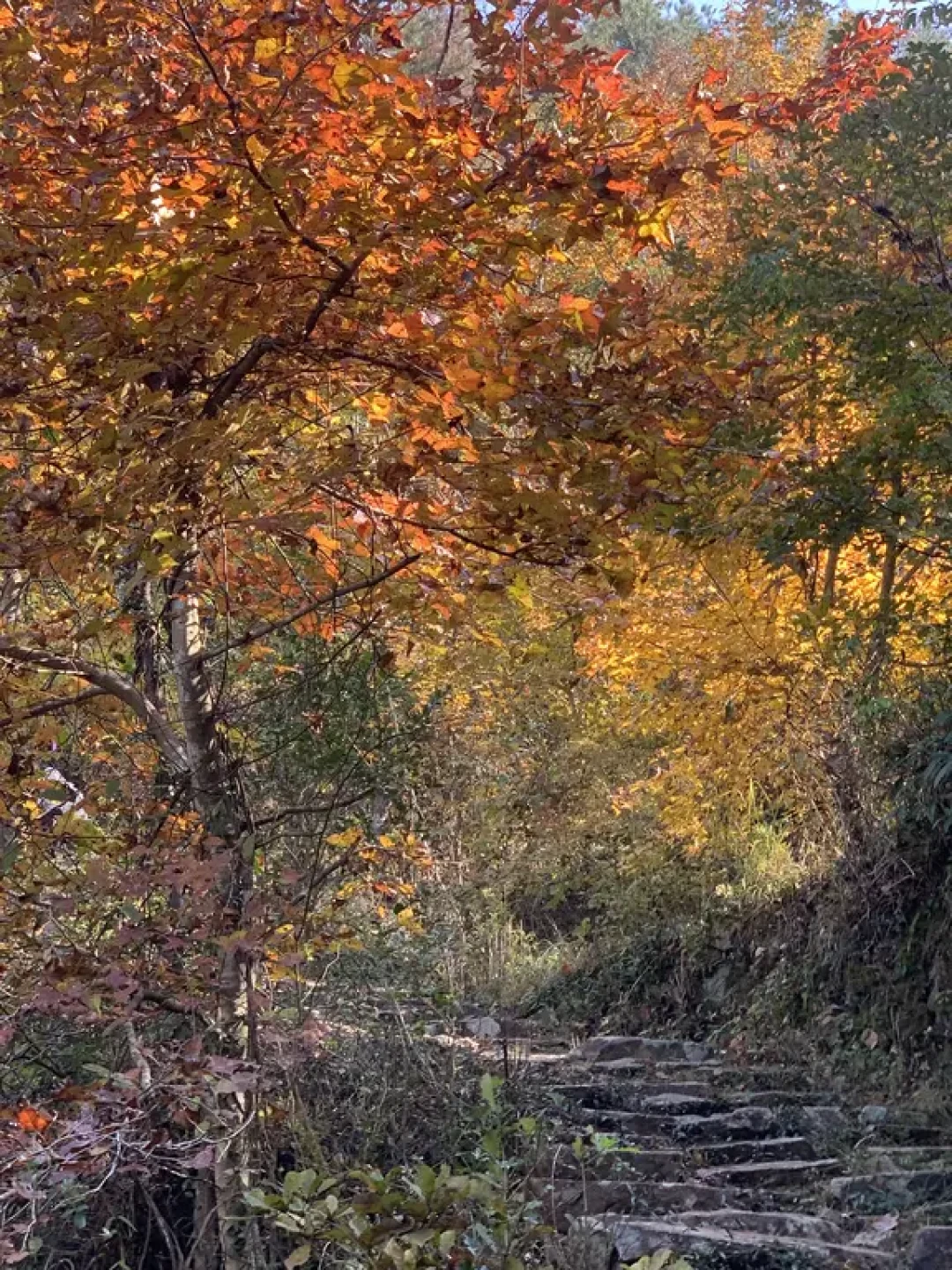 🍁江浙沪最美秋景|南黄古道徒步攻略