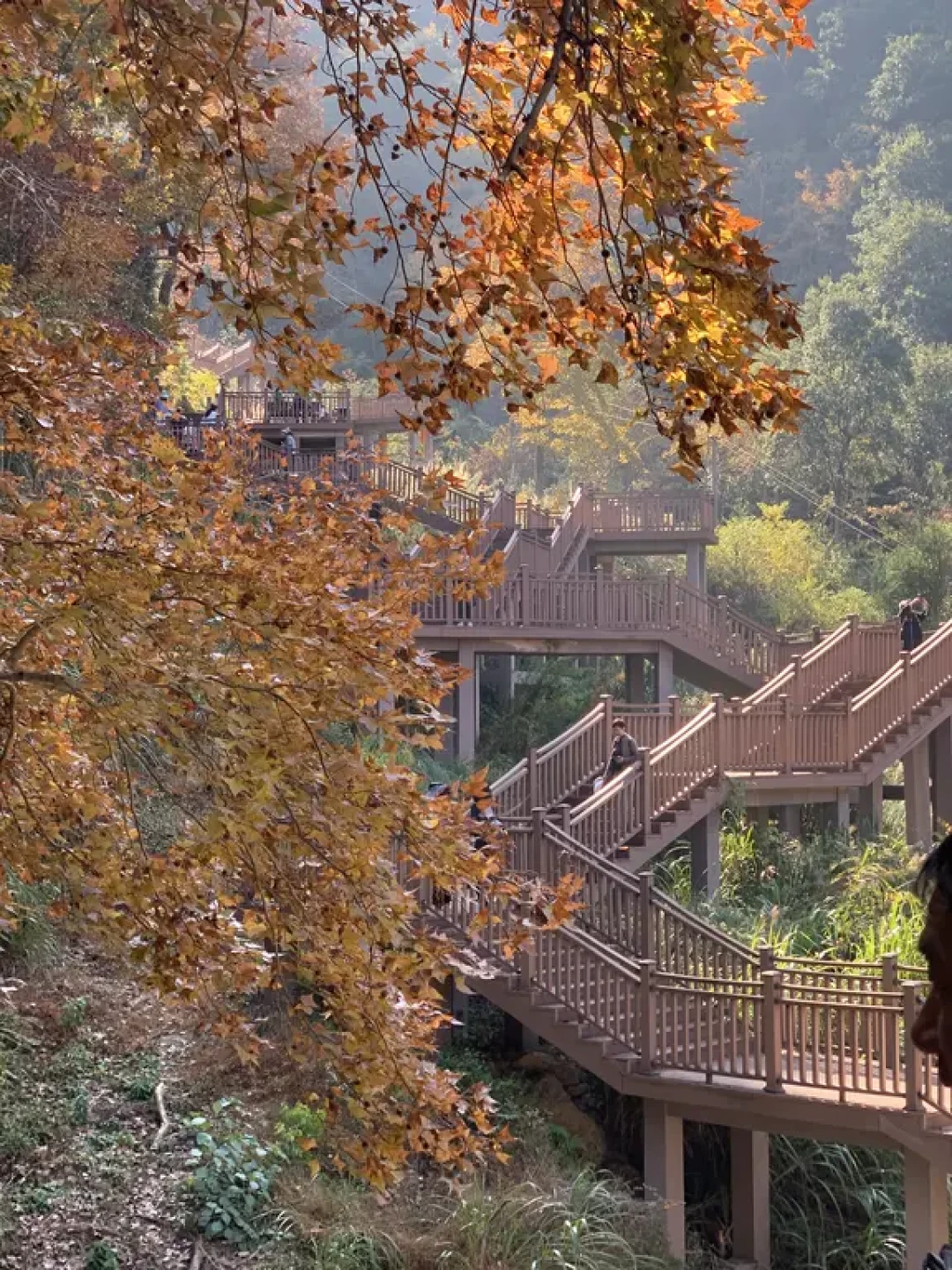 🍁江浙沪最美秋景|南黄古道徒步攻略