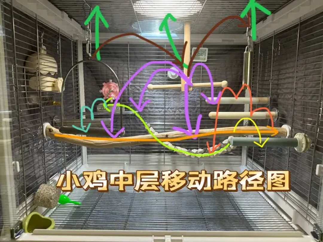 你布置鸟笼的方法可能是错的