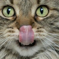 猫粮选购攻略！选猫粮是为了方便？还是为了猫咪的营养均衡？
