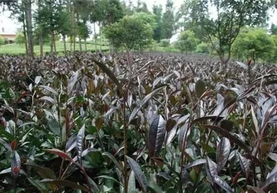 8种小众却很好喝的茶，你喝过几种？