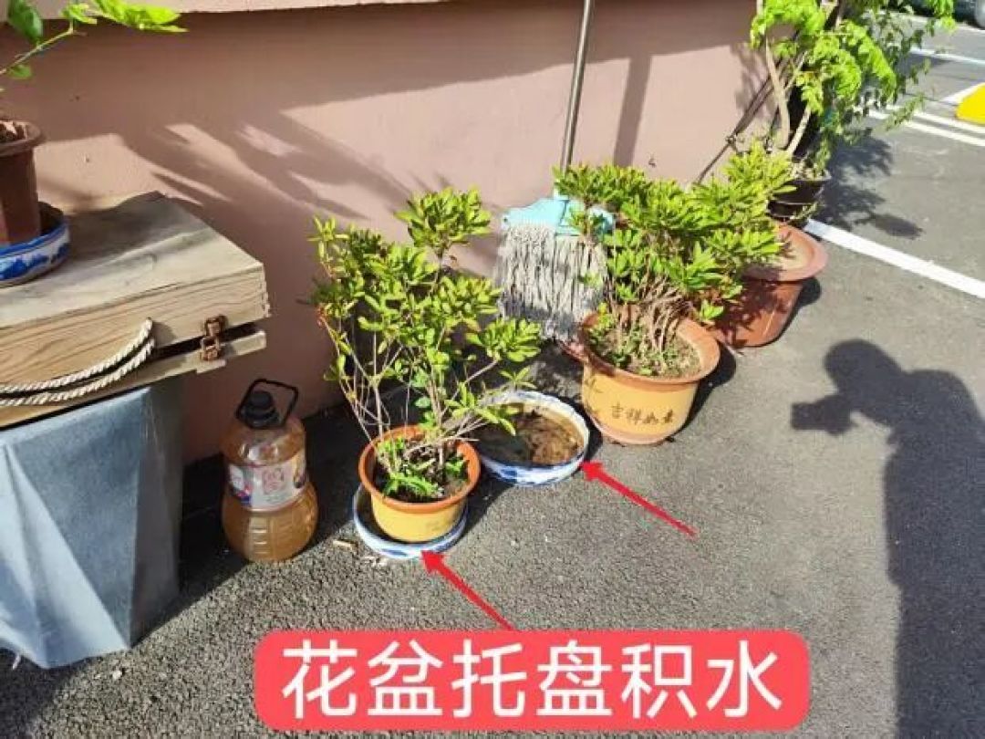雨后蚊子增多？教你几个超实用的居家防蚊灭蚊小技巧，安全高效无遗漏！