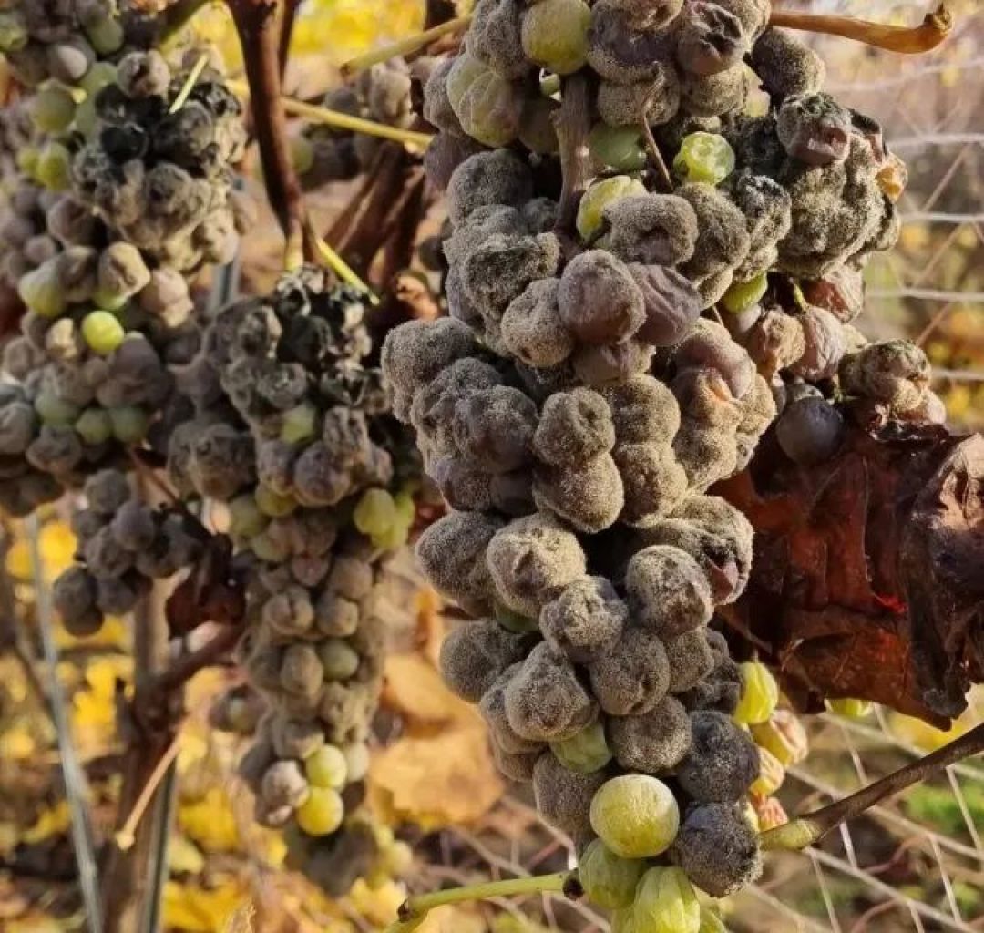 贵腐酒简介