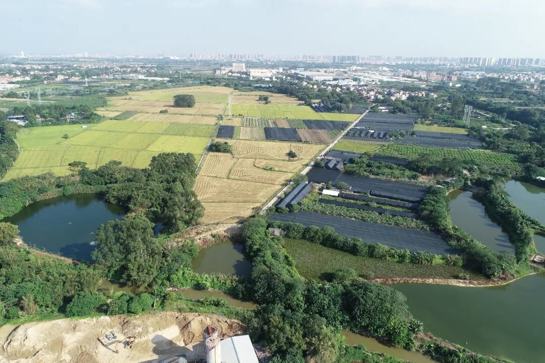全产业链融合发展！区农投集团稳住区域“粮袋子” 鼓起农户“钱袋子”