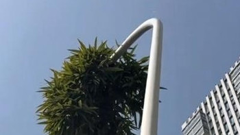 绍兴“竹坚强”，一根竹子穿透6米路灯杆郁郁葱葱，生命力竟如此具象