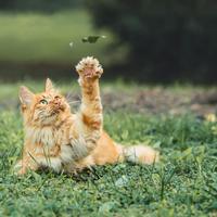 养猫不能喂人吃的饭菜只能喂猫粮吗？