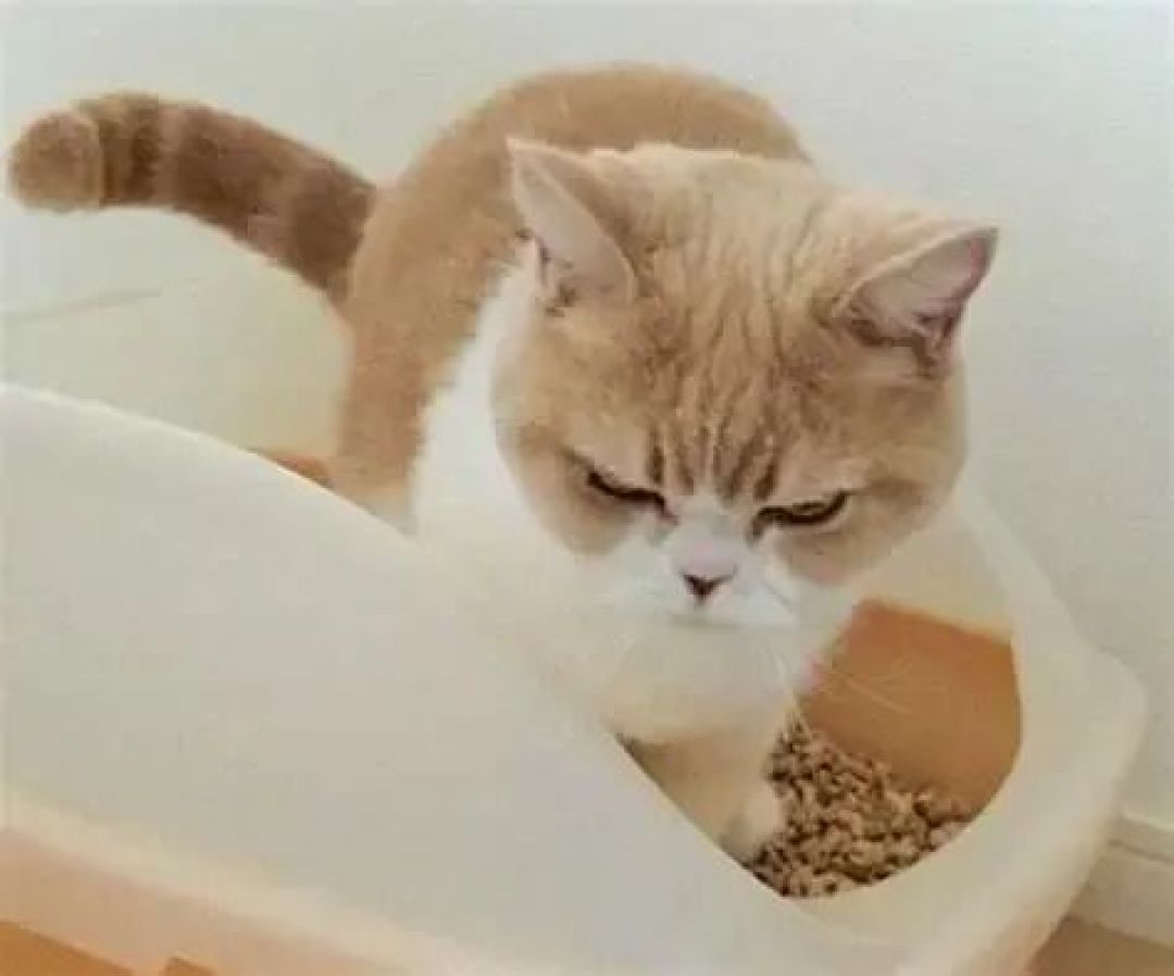 杨杨轻科普 | 冬季猫咪排尿痛苦?当心泌尿疾病这个