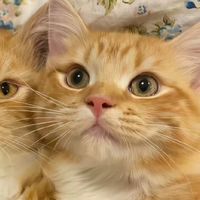 科学养宠指南：优质猫粮挑选全攻略，守护猫咪健康成长