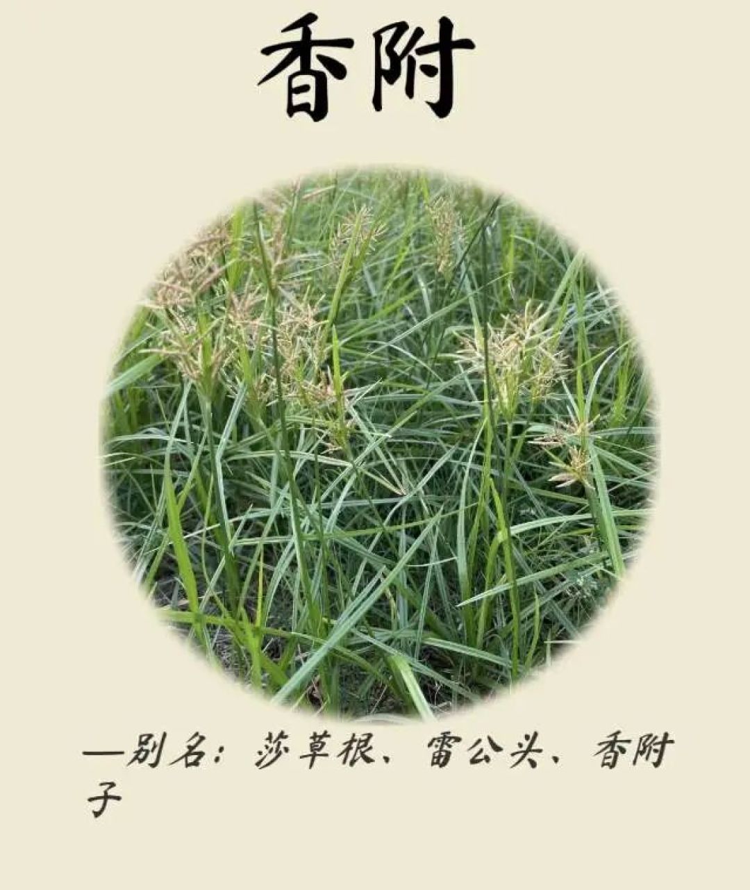 调香日记12/13日:美兰小姐24岁本命年定制香水.日月净澈能量净化香术