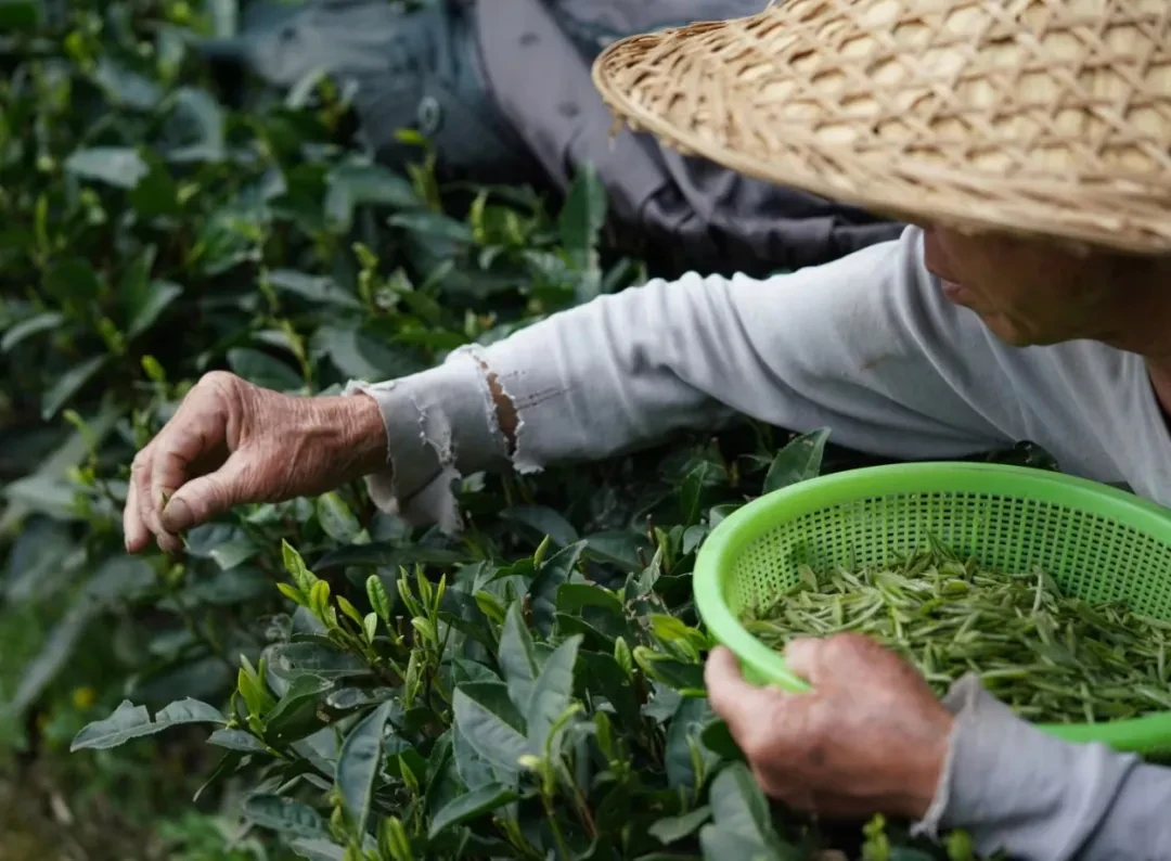 一杯好白茶，究竟藏了多少秘密？