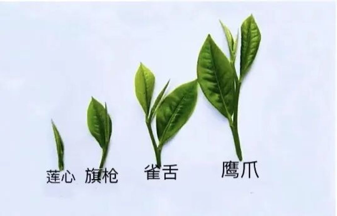 好茶什么样? 先立标准再辩优劣, 从根源读懂核心密码