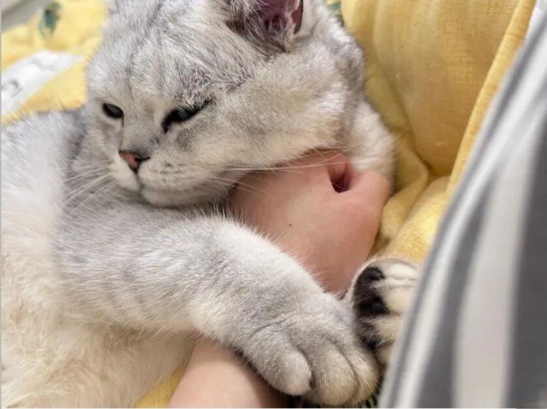 忽如一夜冬天来,高冷小猫入我怀~