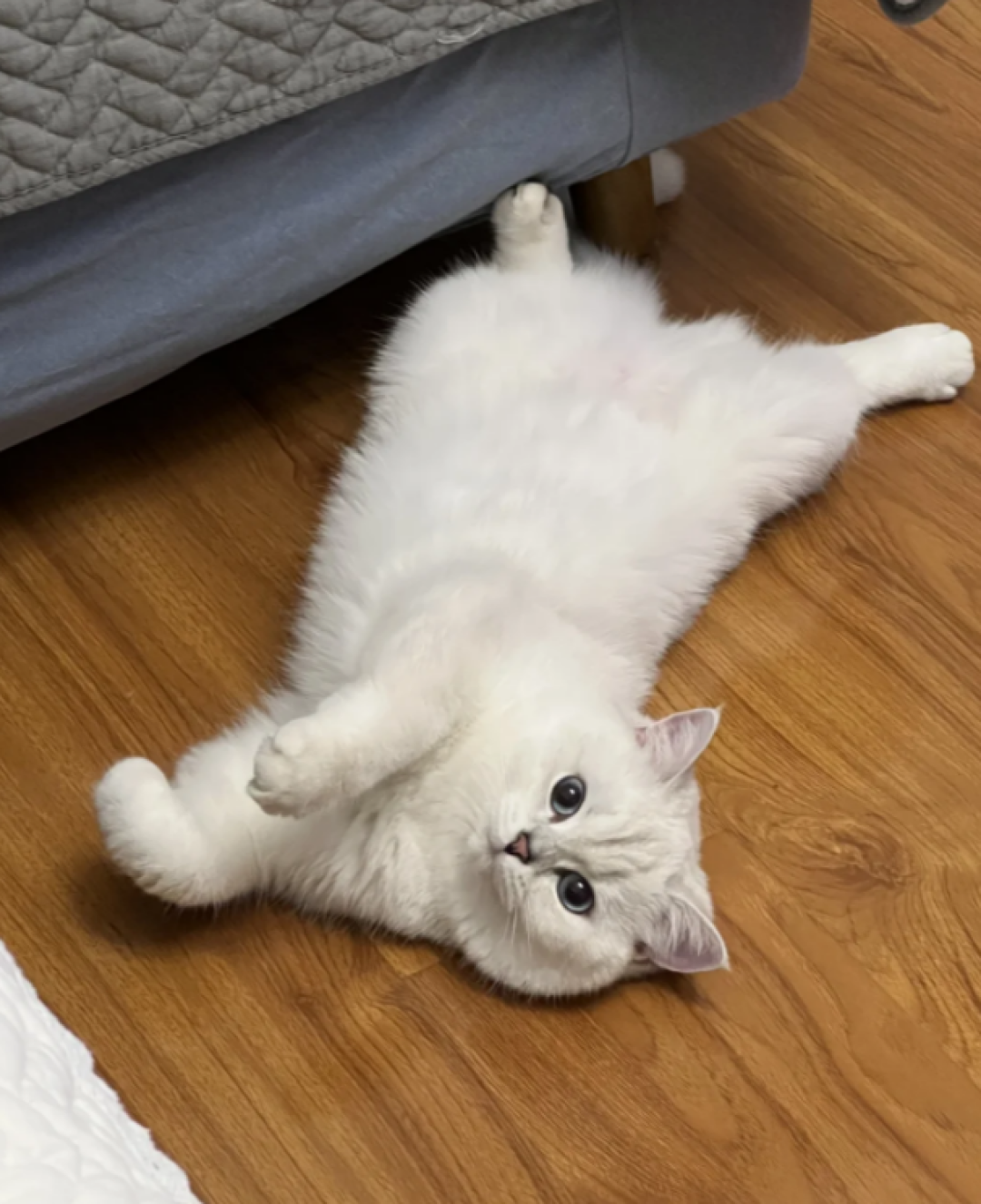 忽如一夜冬天来,高冷小猫入我怀~