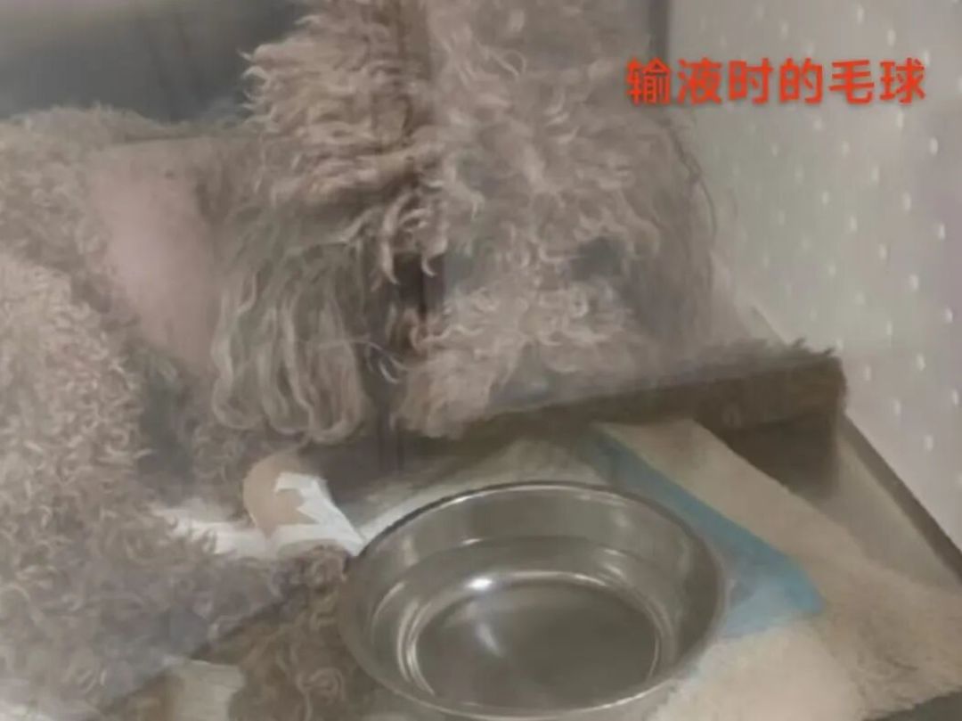 遛宠无小事，从“毛球”案例看牵遛安全的重要性