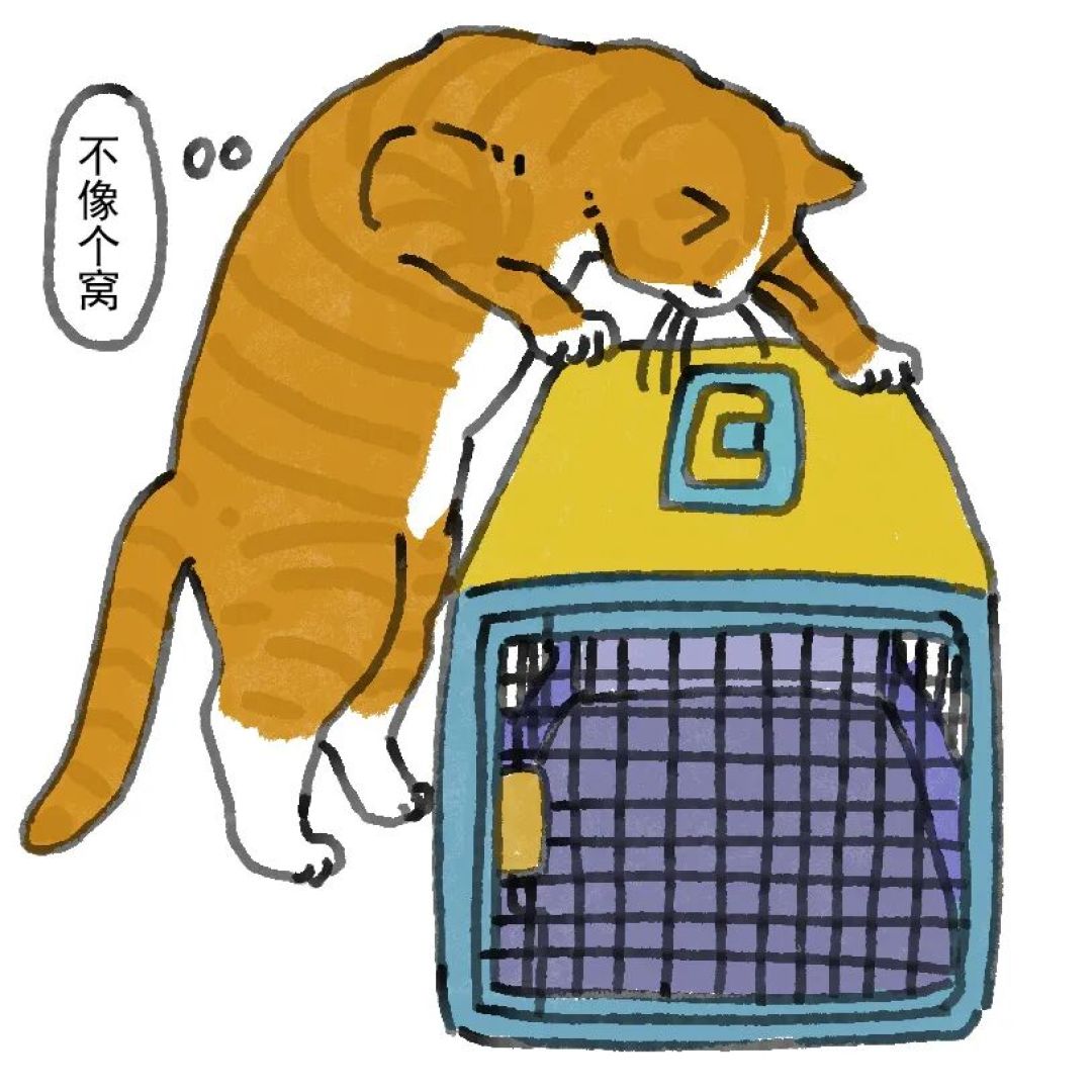 猫咪出门坐车去医院的适应性训练