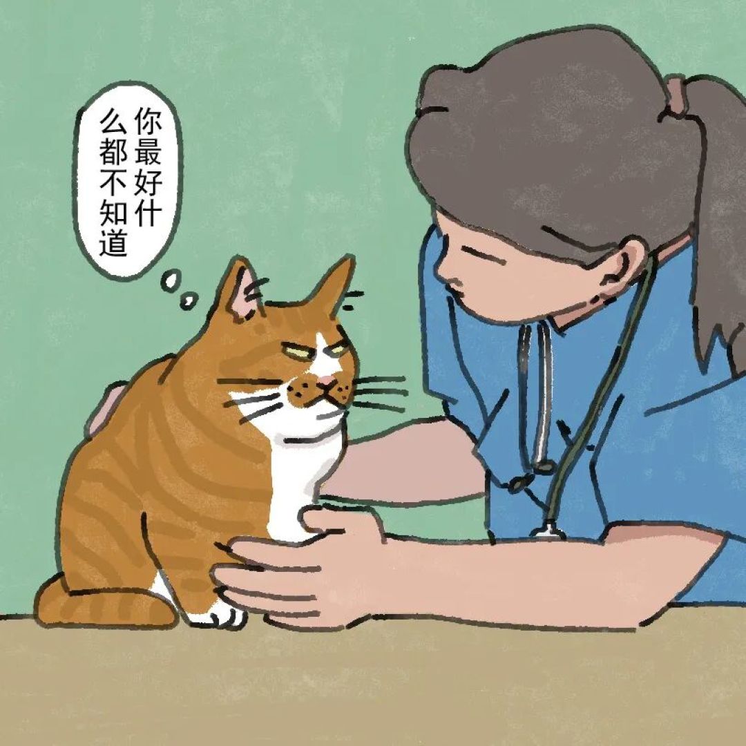 猫咪出门坐车去医院的适应性训练