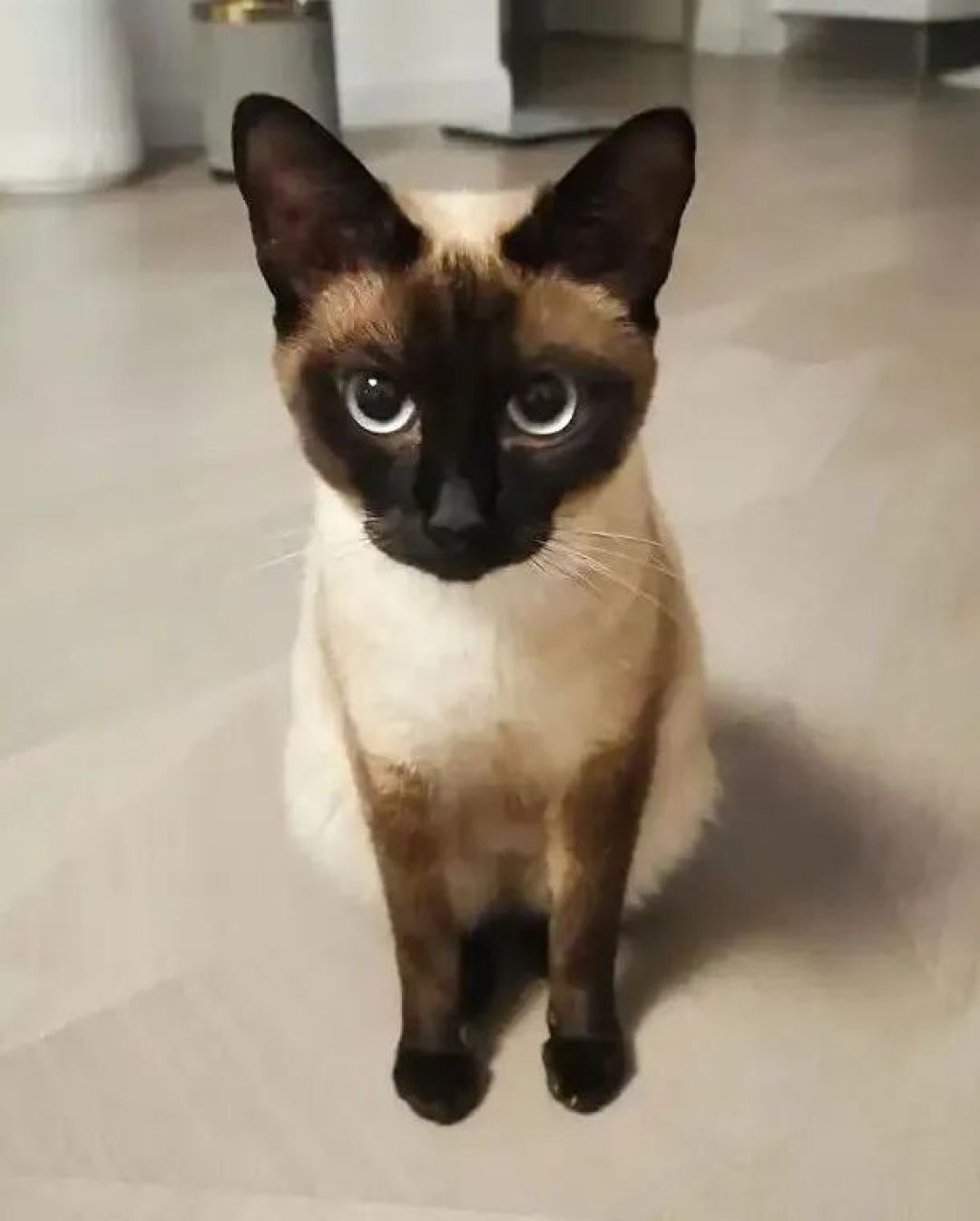 你的猫咪是哪一种,有什么特点,你知道吗?