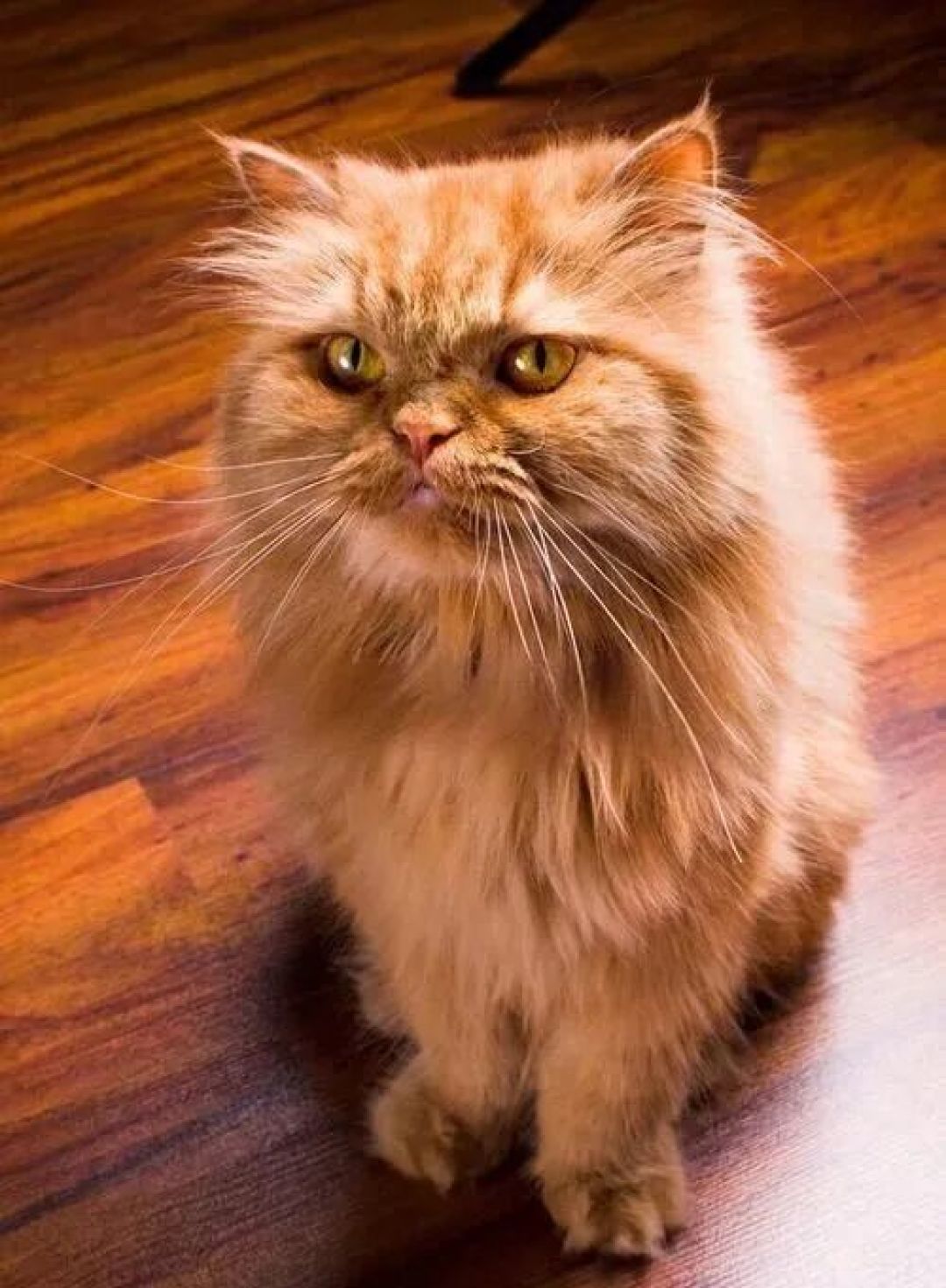 你的猫咪是哪一种,有什么特点,你知道吗?