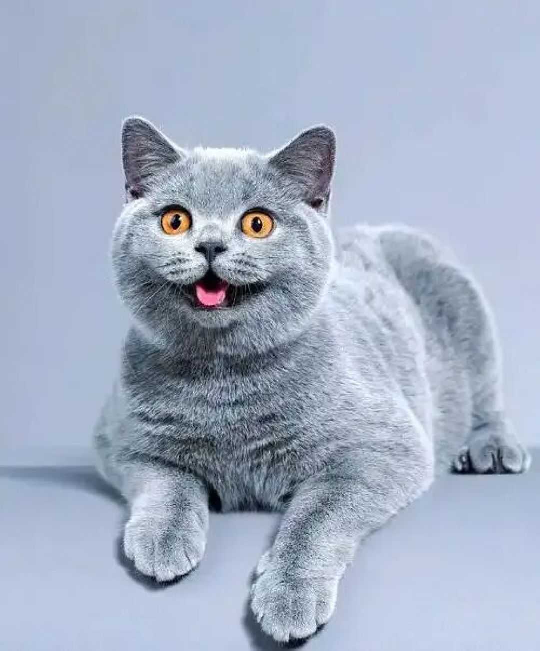 你的猫咪是哪一种,有什么特点,你知道吗?