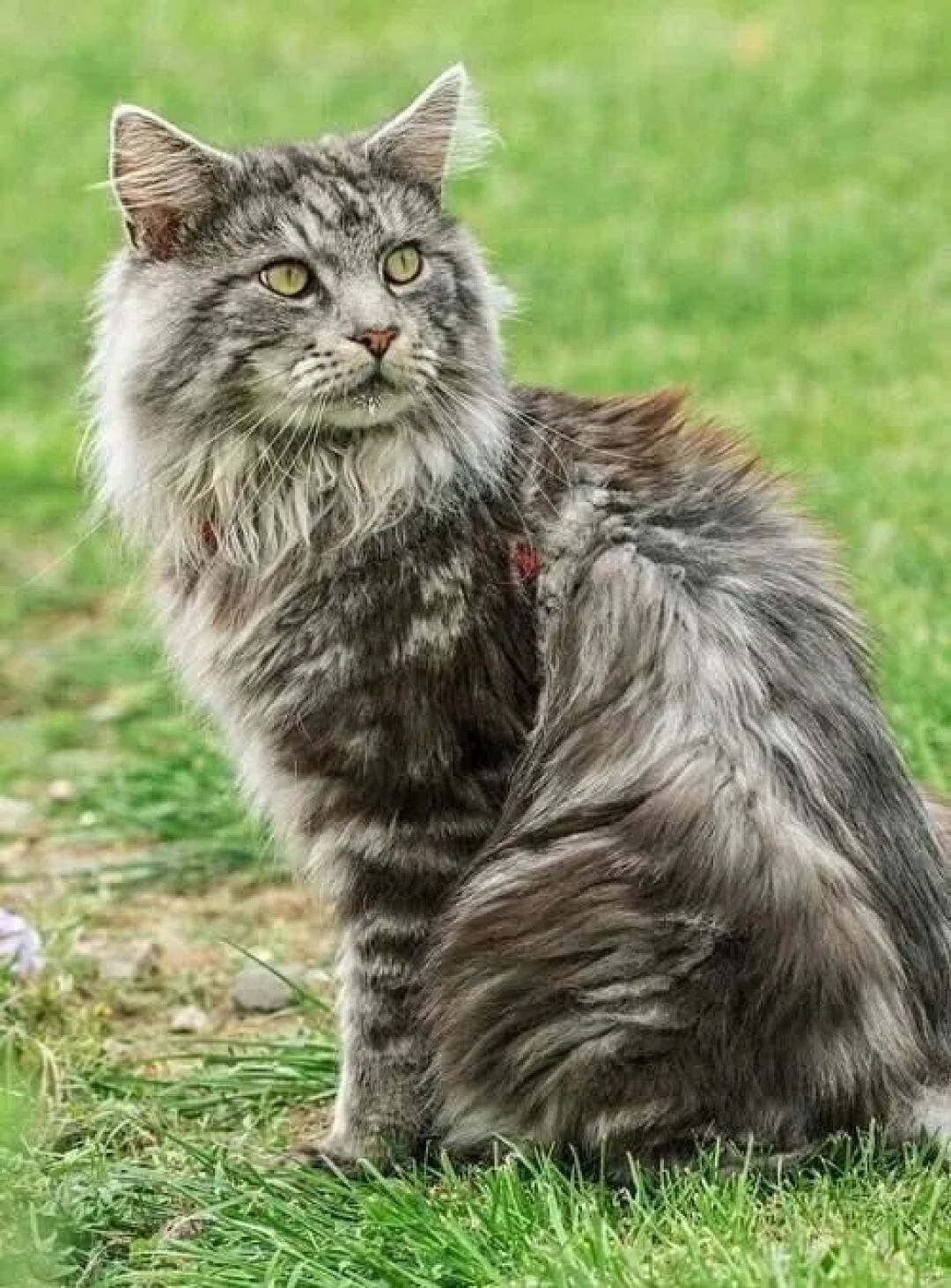 你的猫咪是哪一种,有什么特点,你知道吗?