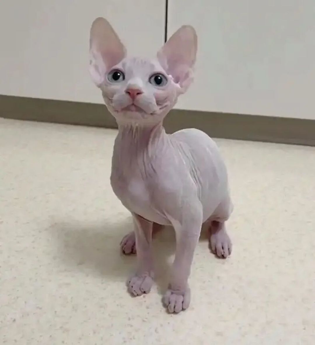 你的猫咪是哪一种,有什么特点,你知道吗?