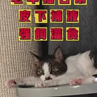 14岁半的肾衰小猫的日常皮下补液+强饲灌食一套小连招，骚咪真的是很配合很乖的神仙小猫，在保证补液灌食的完成度下，尊重小猫的脾气，多磨合，这需要很多耐心、很多时间、很多很多爱 
#猫肾衰 #猫甲亢 #皮下补液 #猫强饲 #老年猫