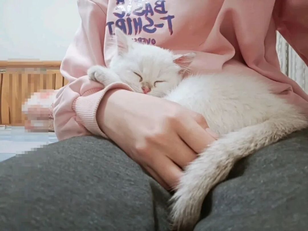 这7个表现,说明猫咪在家过得超幸福!中的越多你越是好家长