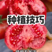 分享几个能帮助农民增产的作物种植知识，你知道几个？ #种植小技巧 #知识科普 #农业种植