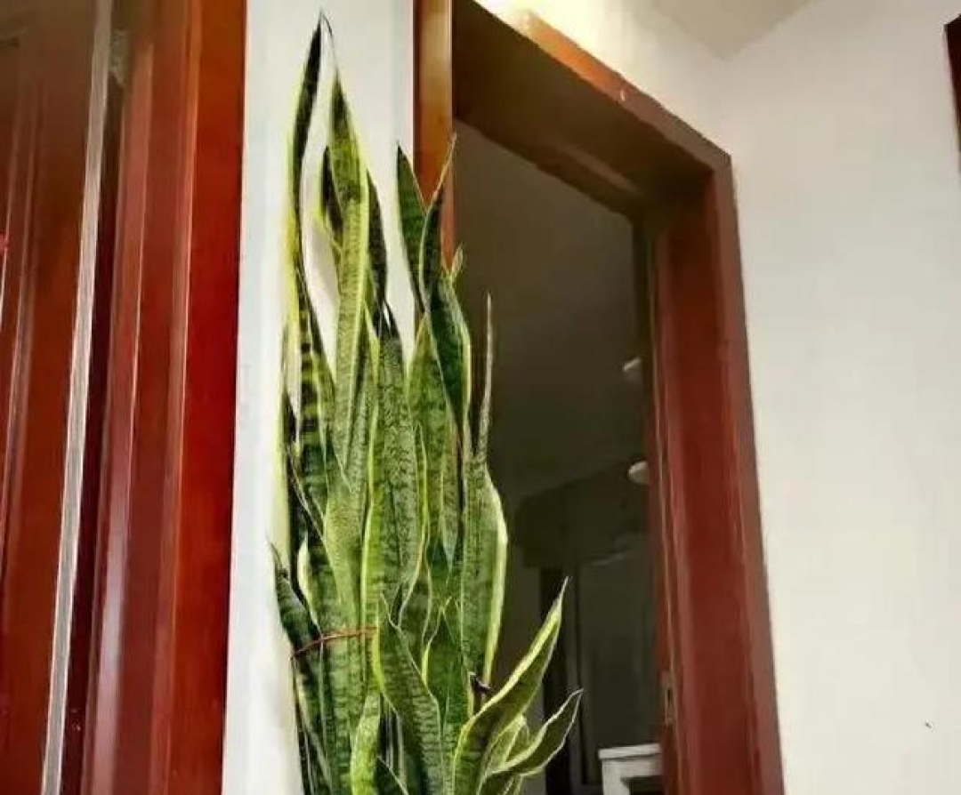 山东一大叔,因“卧室虎皮兰成树”而走红,那叫一个壮观,真治愈