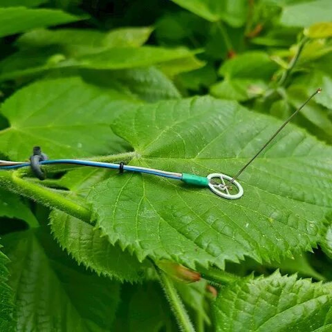植物生理生态监测系统,如何搭配传感器?