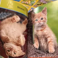 英文绘本: 国家地理分级阅读第一级Pre-read