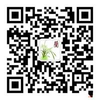 精挑盆土，护兰生长：兰花盆土选择的科学指南