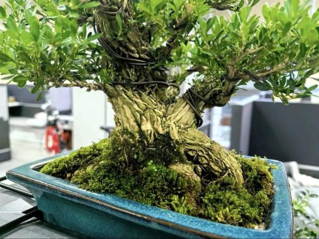 黄杨盆景:小叶、雀舌、瓜子、珍珠区别挺大,可择最优最适品种!