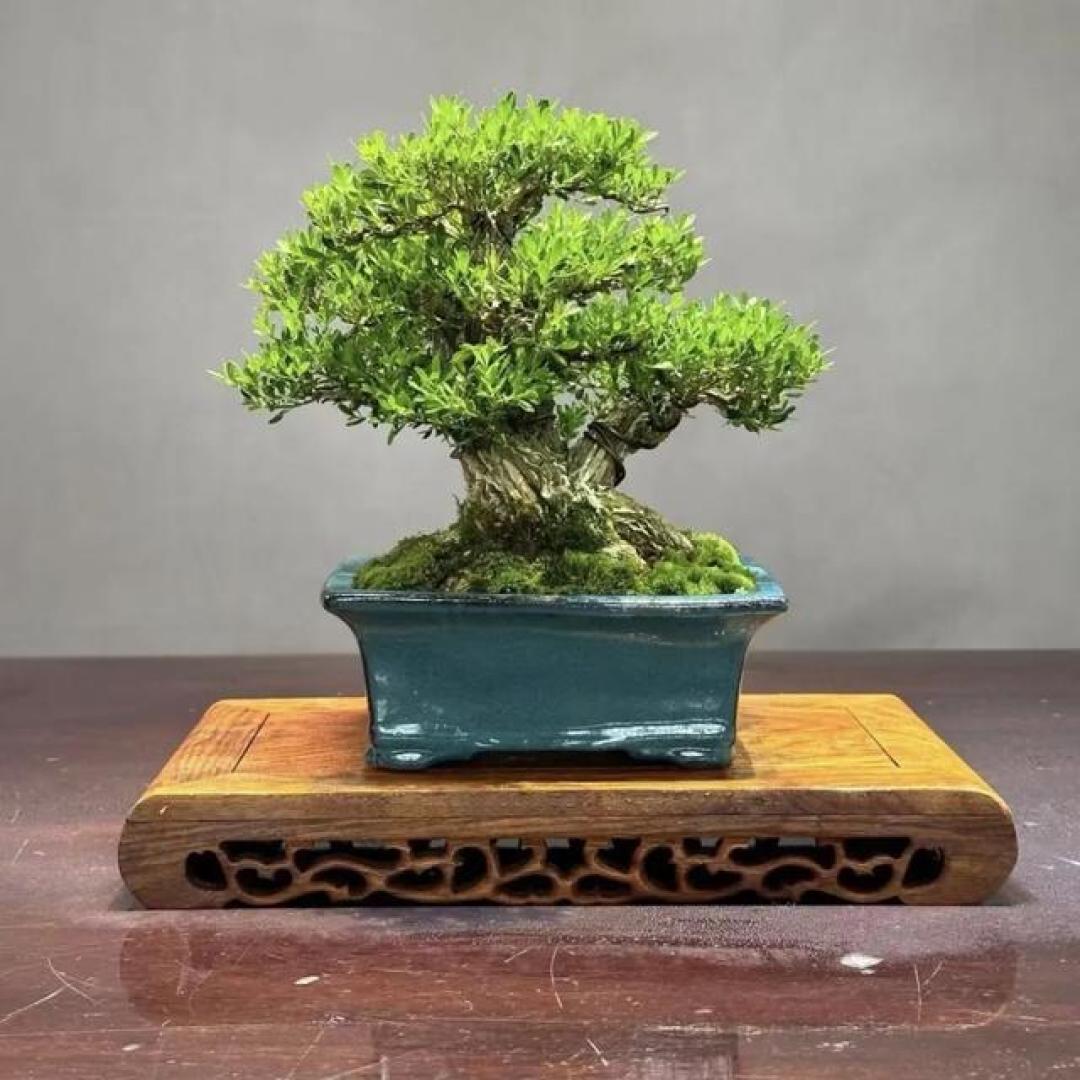 黄杨盆景:小叶、雀舌、瓜子、珍珠区别挺大,可择最优最适品种!