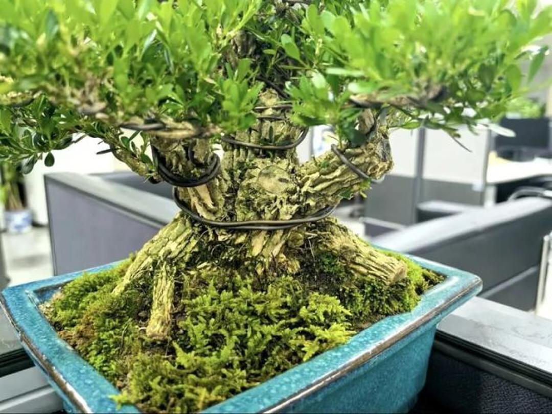 黄杨盆景:小叶、雀舌、瓜子、珍珠区别挺大,可择最优最适品种!