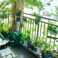 阳台变植物王国，这些植物新手都能养！